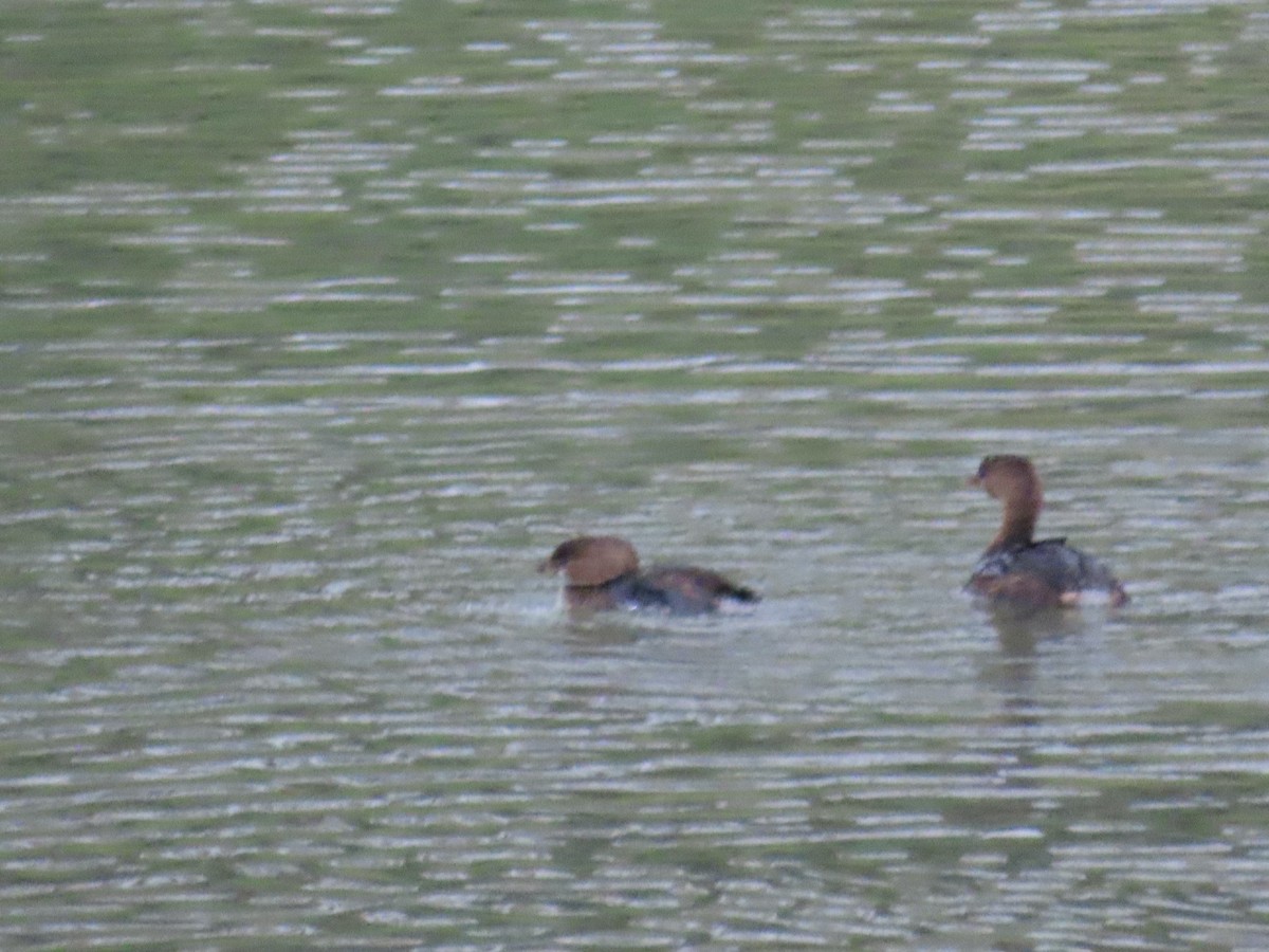 Pied-billed Grebe - ML647325778