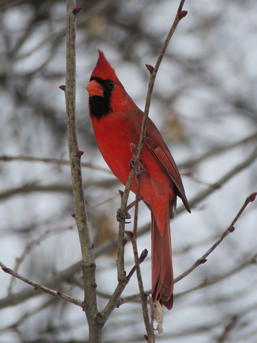 Northern Cardinal - ML647325780