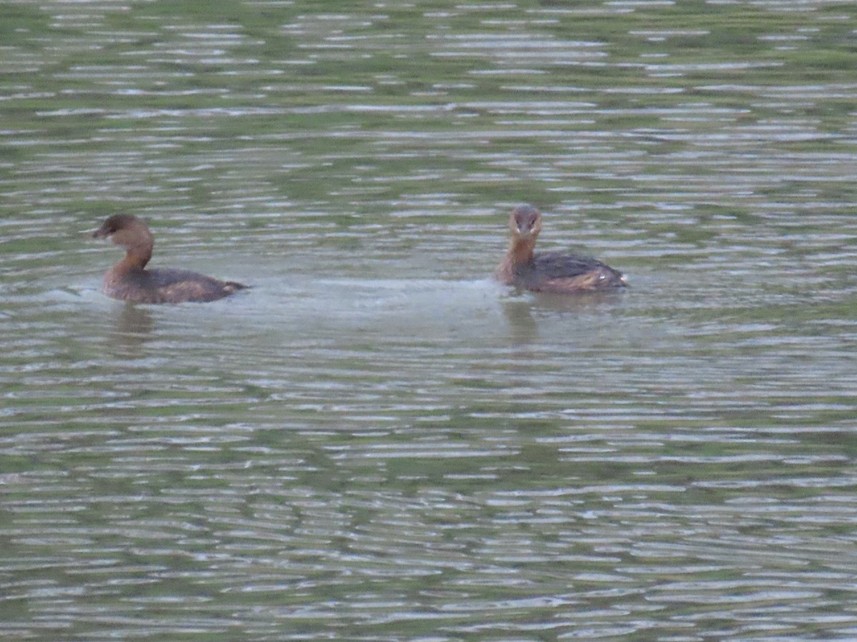 Pied-billed Grebe - ML647325781
