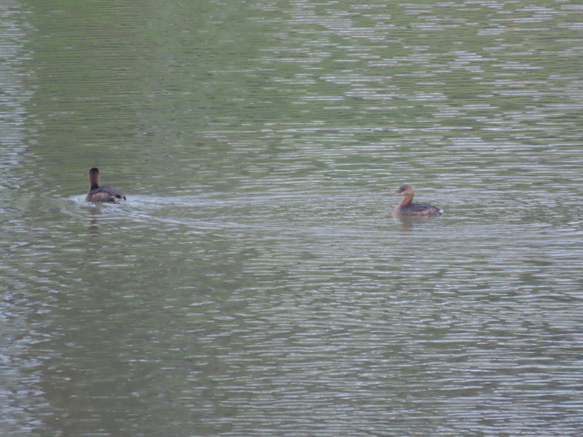 Pied-billed Grebe - ML647325784