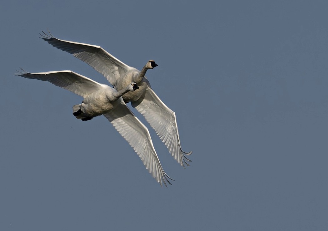 ברבור קטן (שורק) - ML647325790