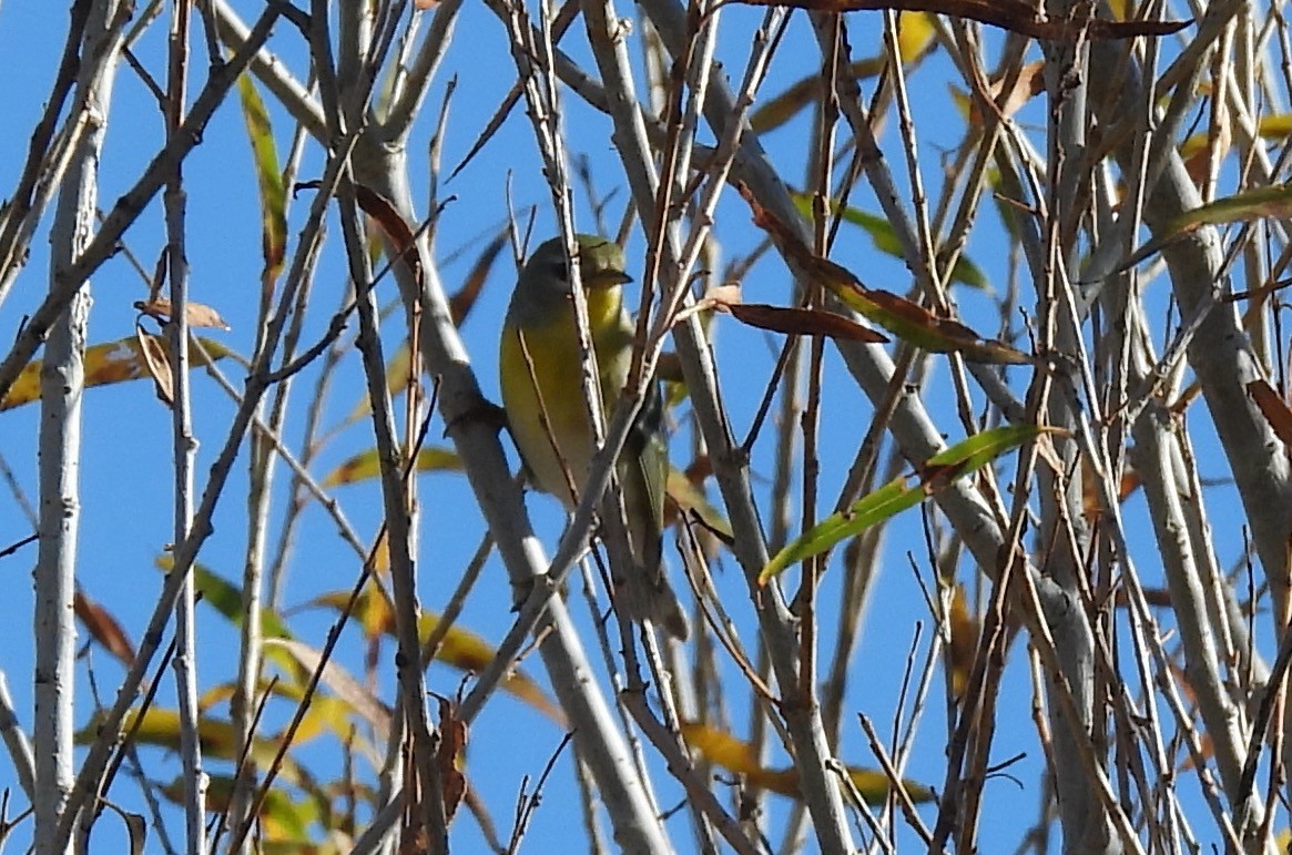 Northern Parula - ML647325794