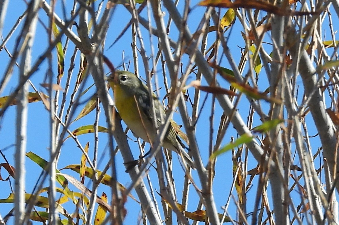 Northern Parula - ML647325795