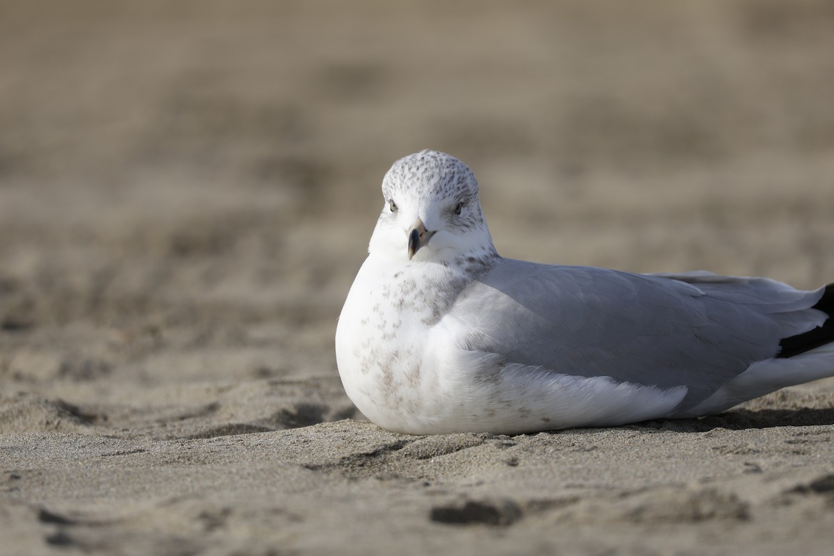 Ring-billed Gull - ML647325797