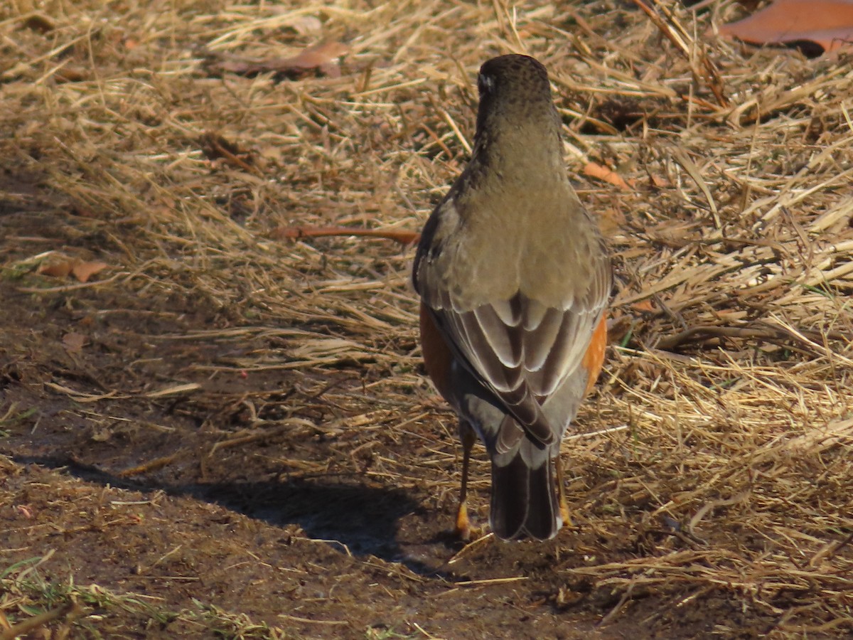 drozd stěhovavý - ML647325798
