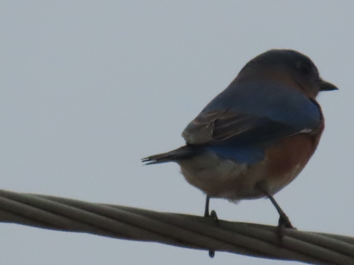 Eastern Bluebird - ML647325802