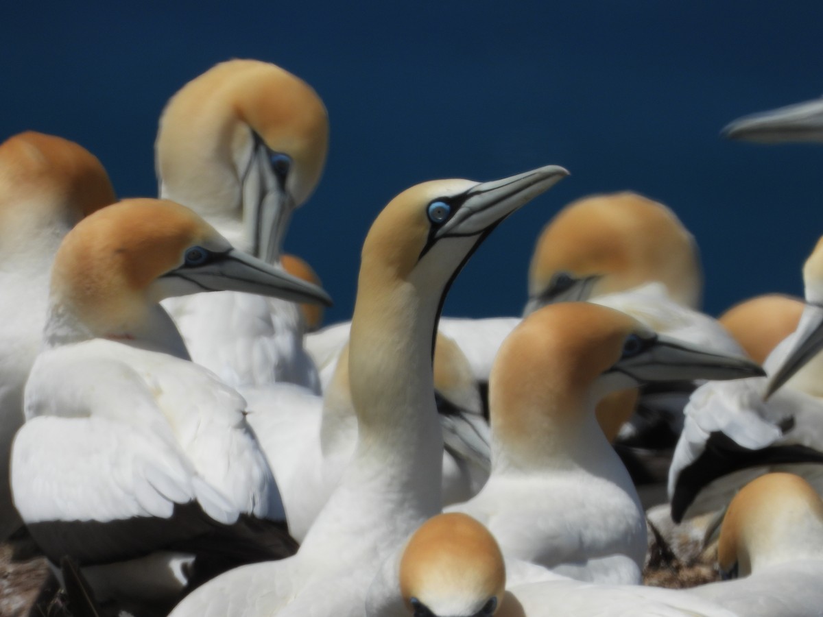 Cape Gannet - ML647325813