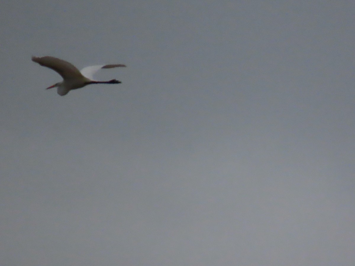 Great Egret - ML647325816