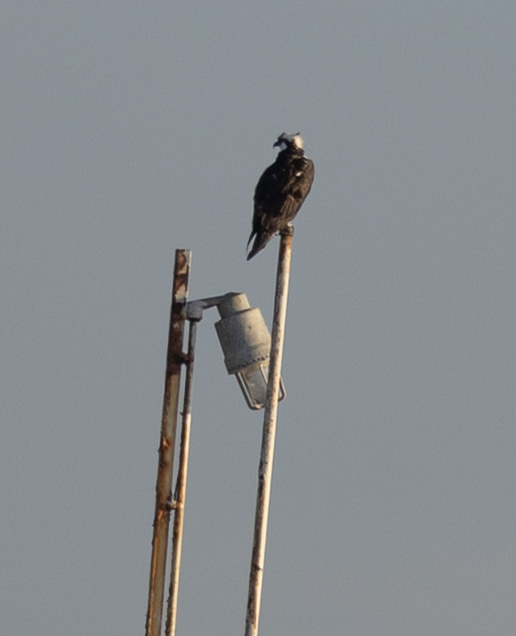 Osprey - ML647325821