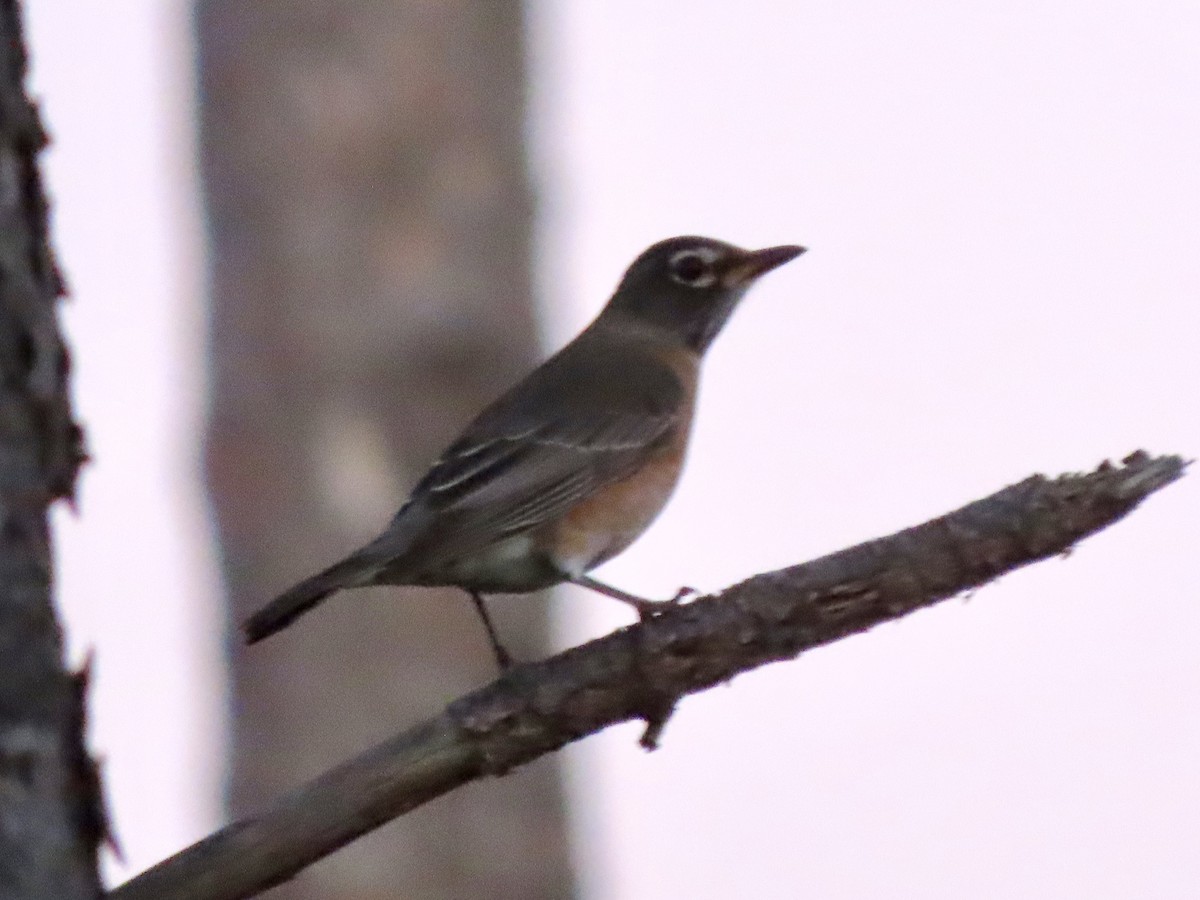 drozd stěhovavý - ML647325828