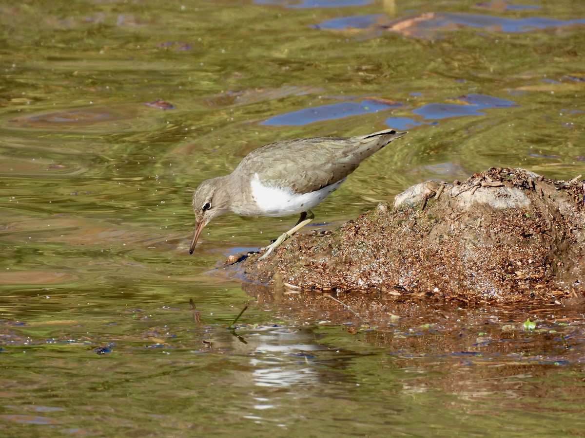 Piro piro macchiato - ML647325831