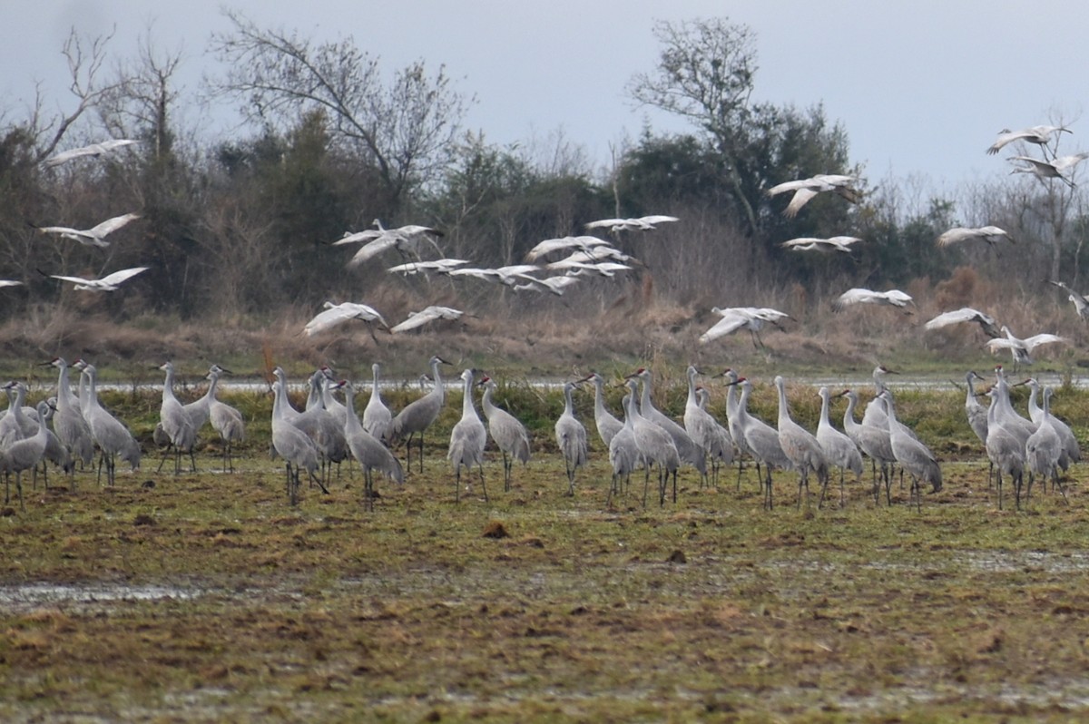 kanadatrane - ML647325832