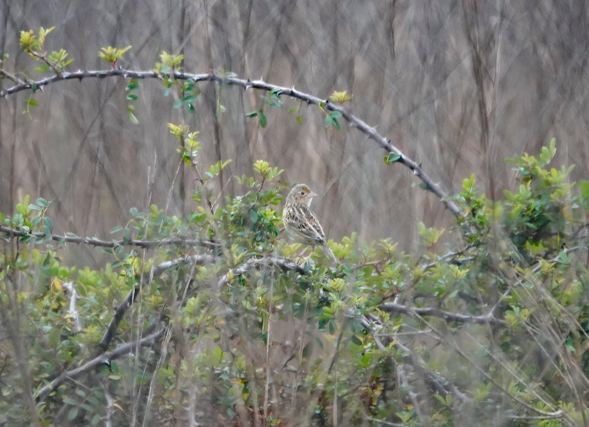 Grasshopper Sparrow - ML647325834