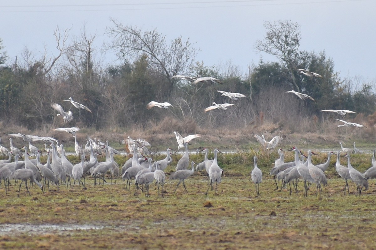 kanadatrane - ML647325835