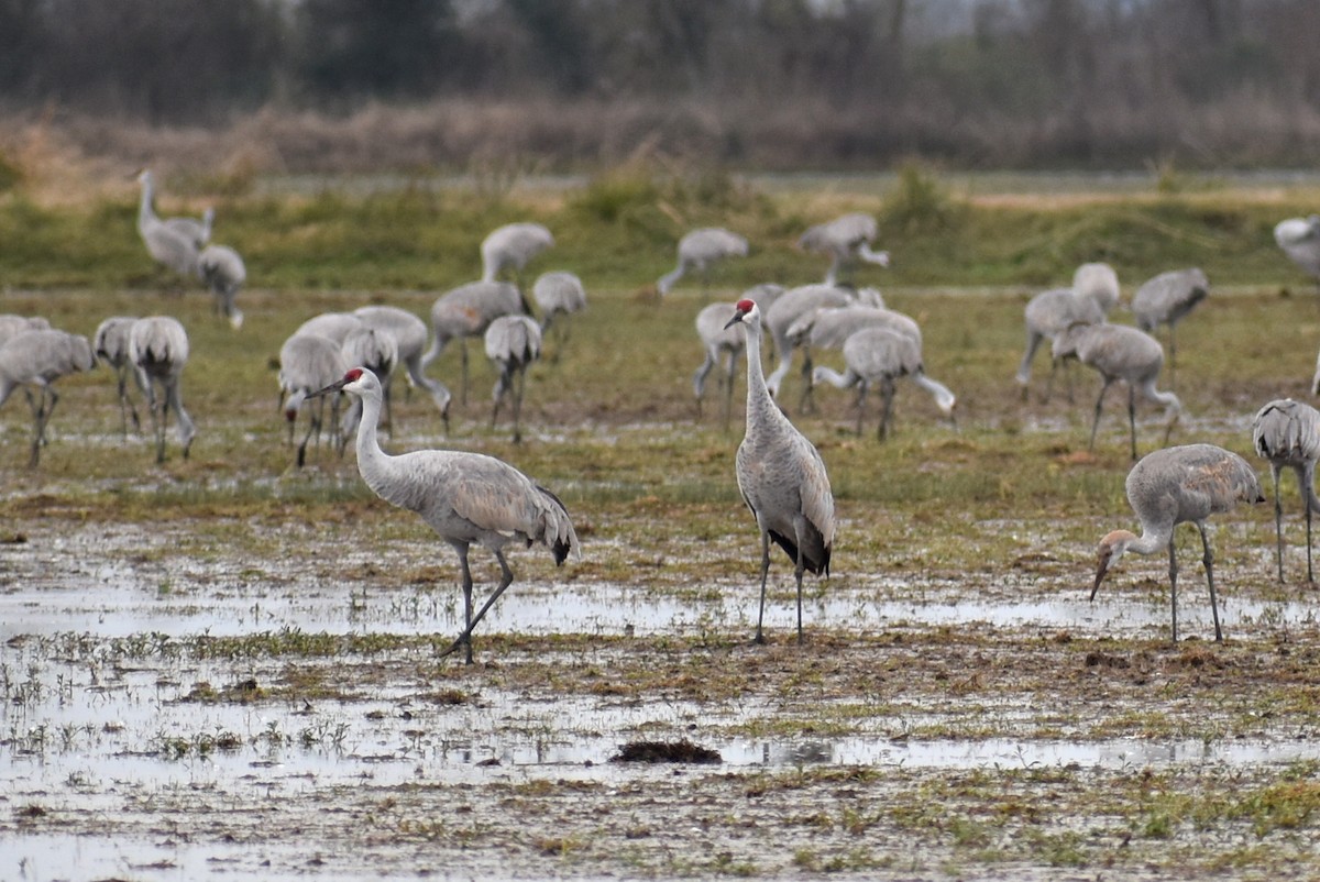 kanadatrane - ML647325854