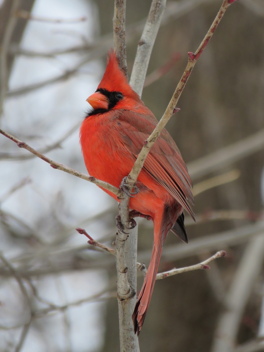 Красный кардинал - ML647325855