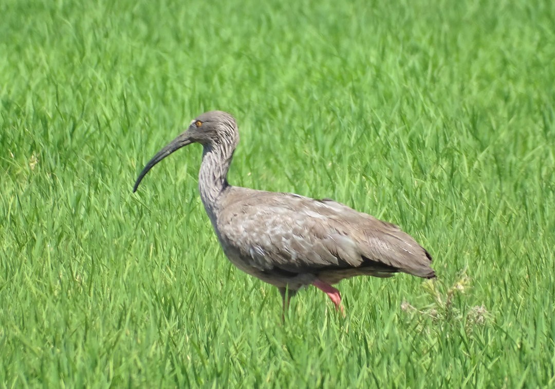 Plumbeous Ibis - ML647325856