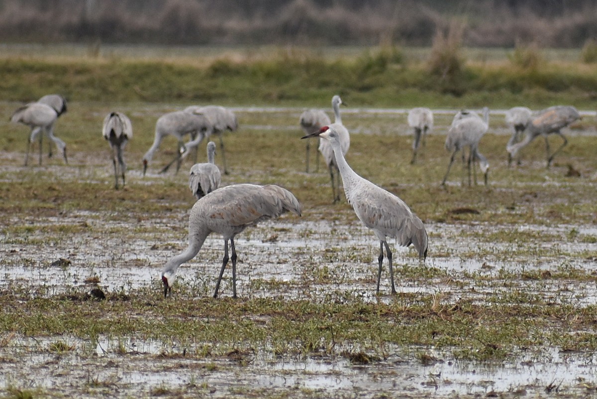 kanadatrane - ML647325857