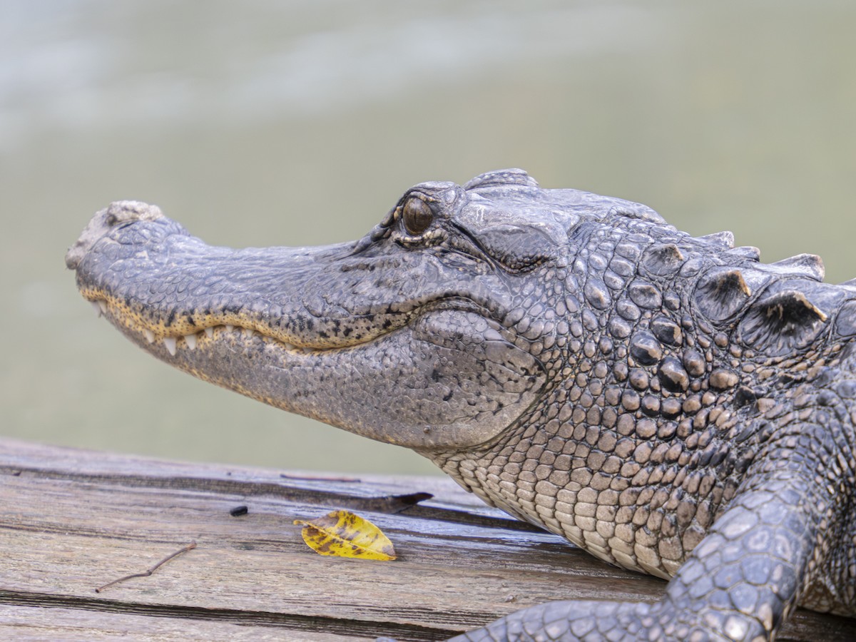 American Alligator - ML647325858