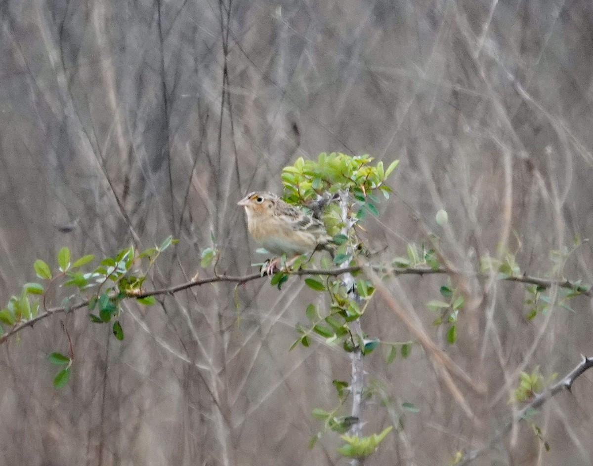 Grasshopper Sparrow - ML647325863