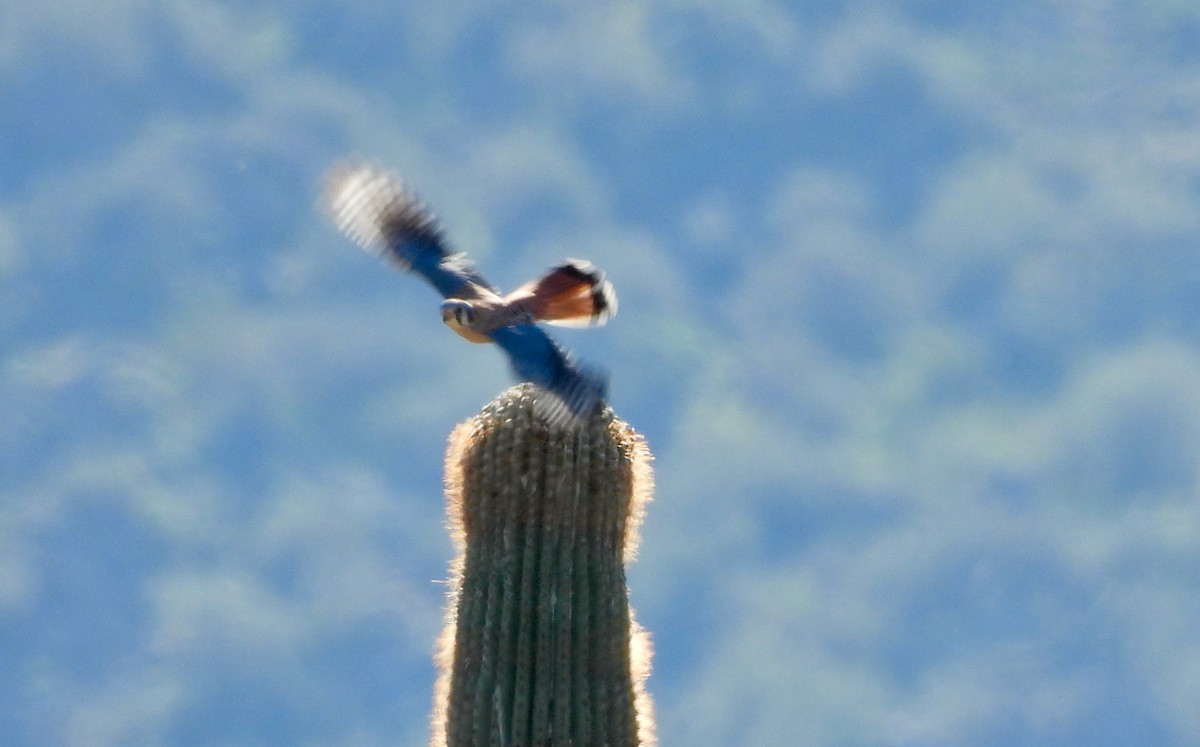 American Kestrel - ML647325866