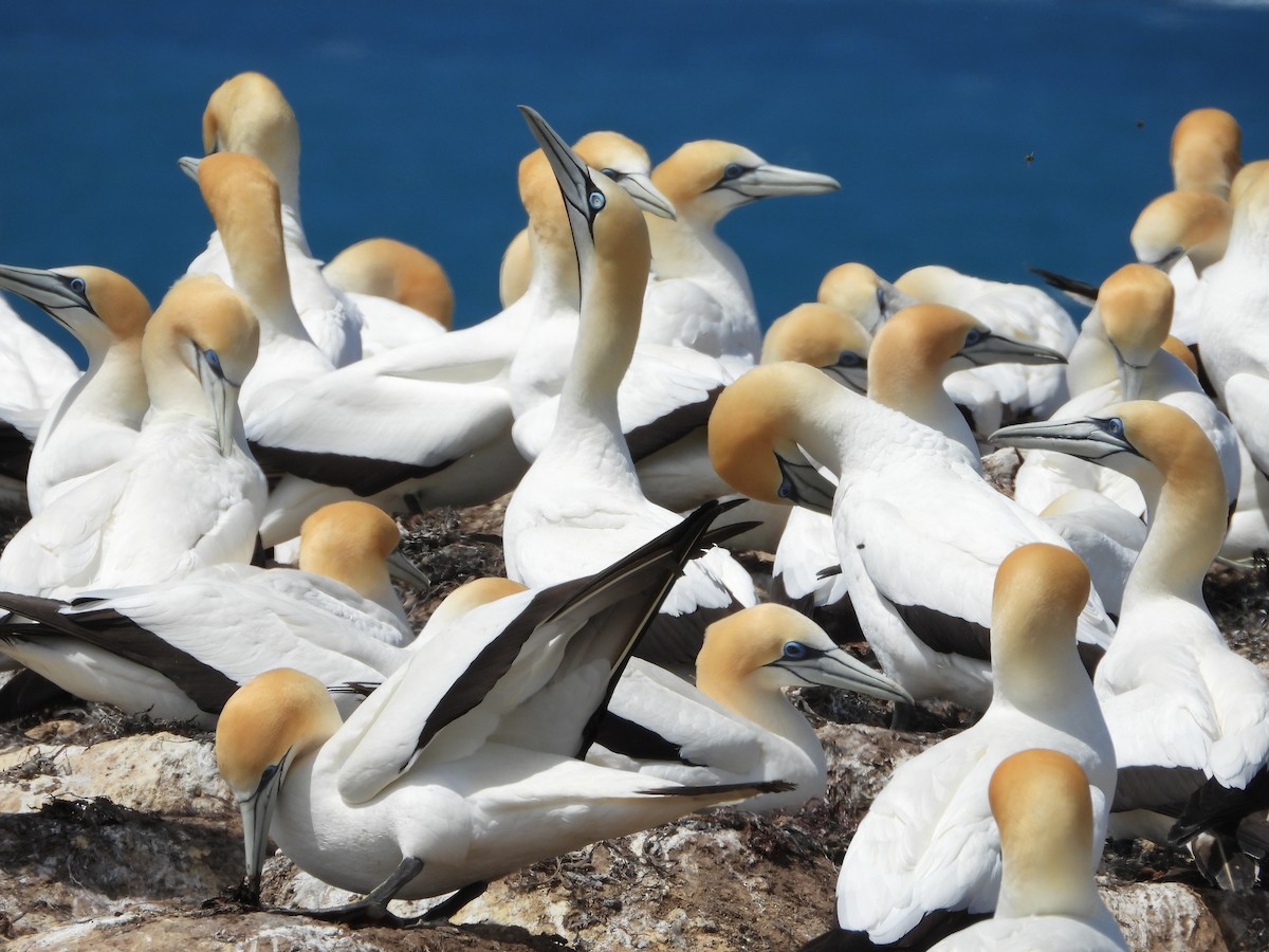 Cape Gannet - ML647325875