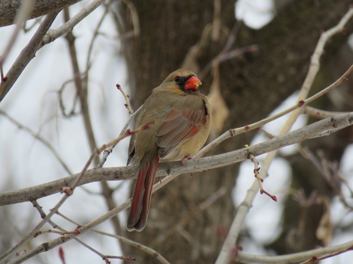 Красный кардинал - ML647325876