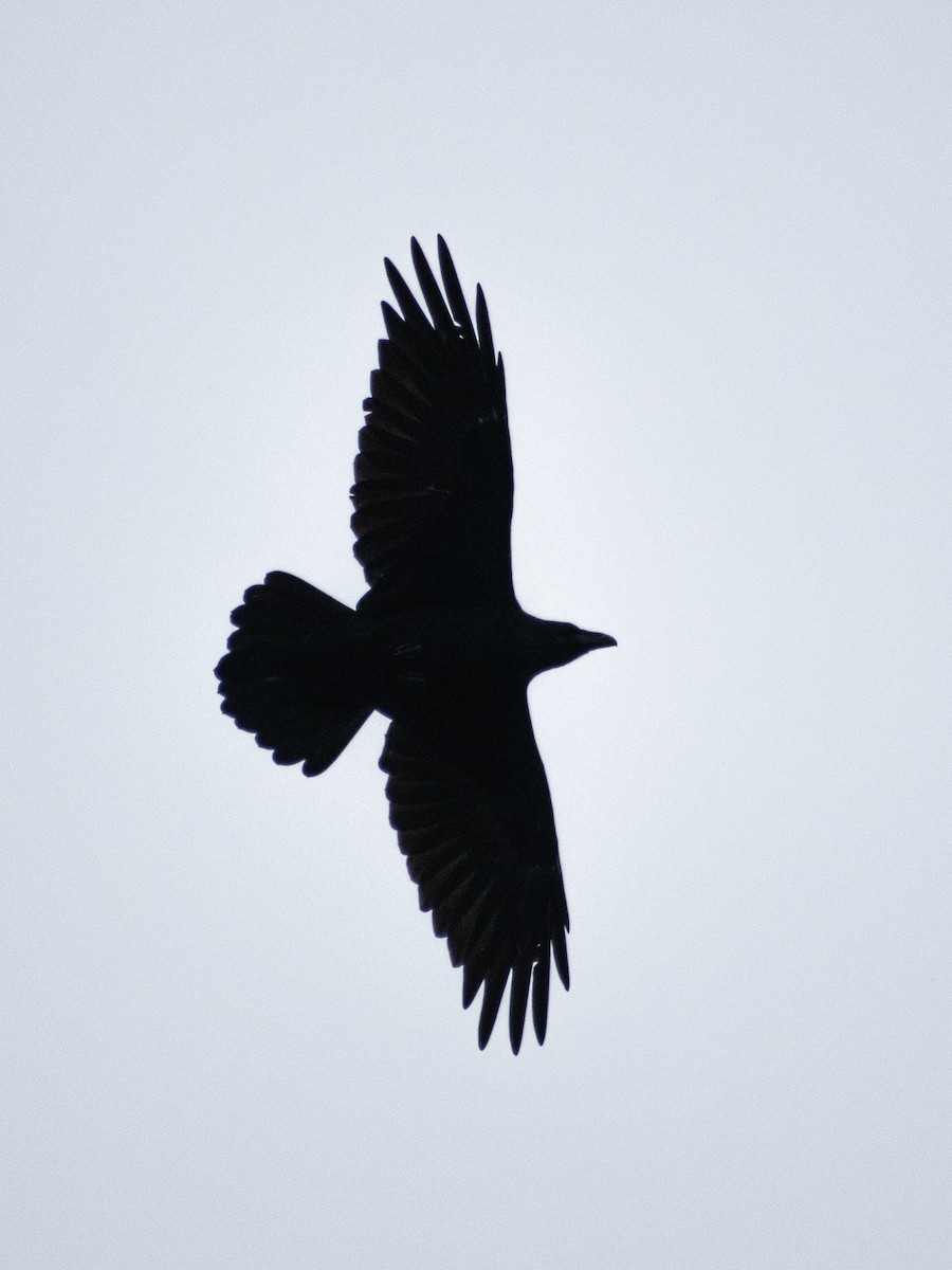 Common Raven - ML647325879