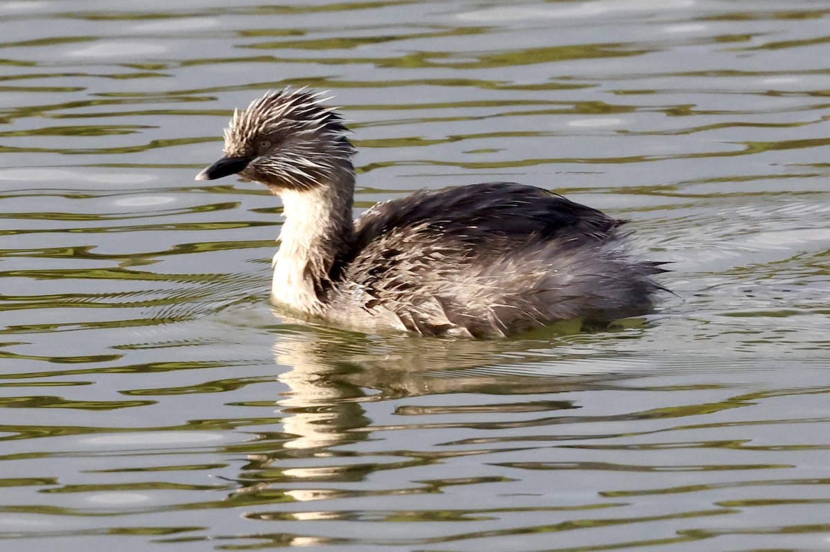 Zampullín Canoso - ML647325883