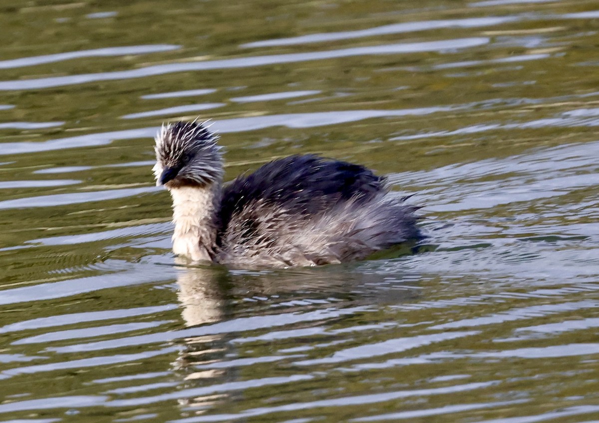 Zampullín Canoso - ML647325884