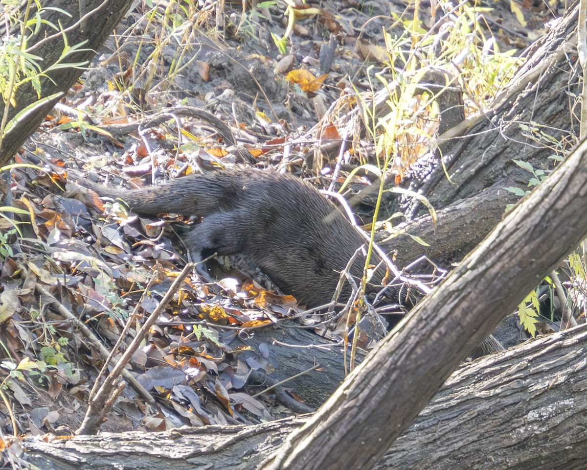 North American River Otter - ML647325897