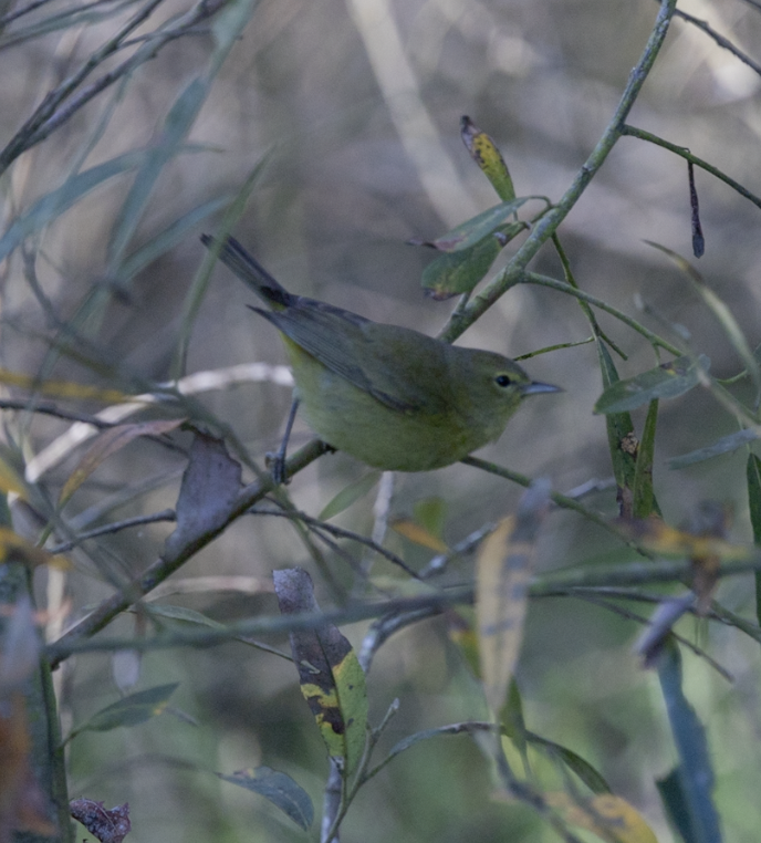 Orange-crowned Warbler - ML647325901