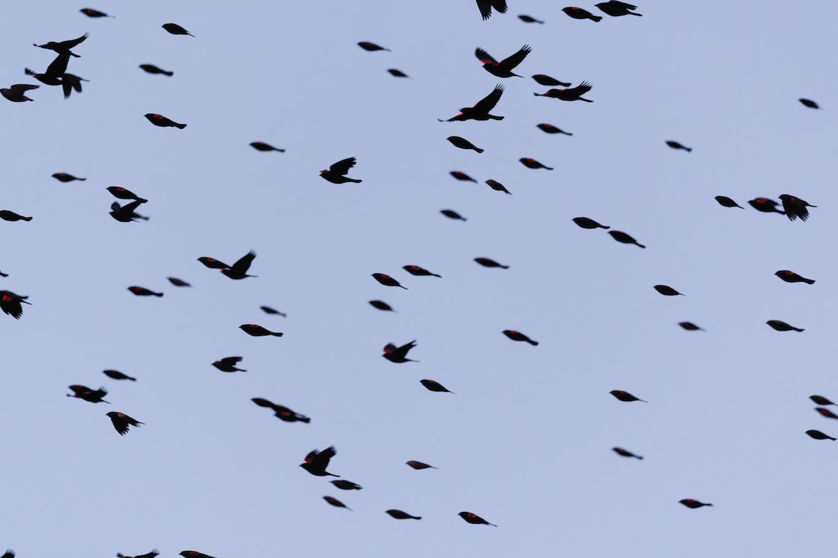 Red-winged Blackbird - ML647325916