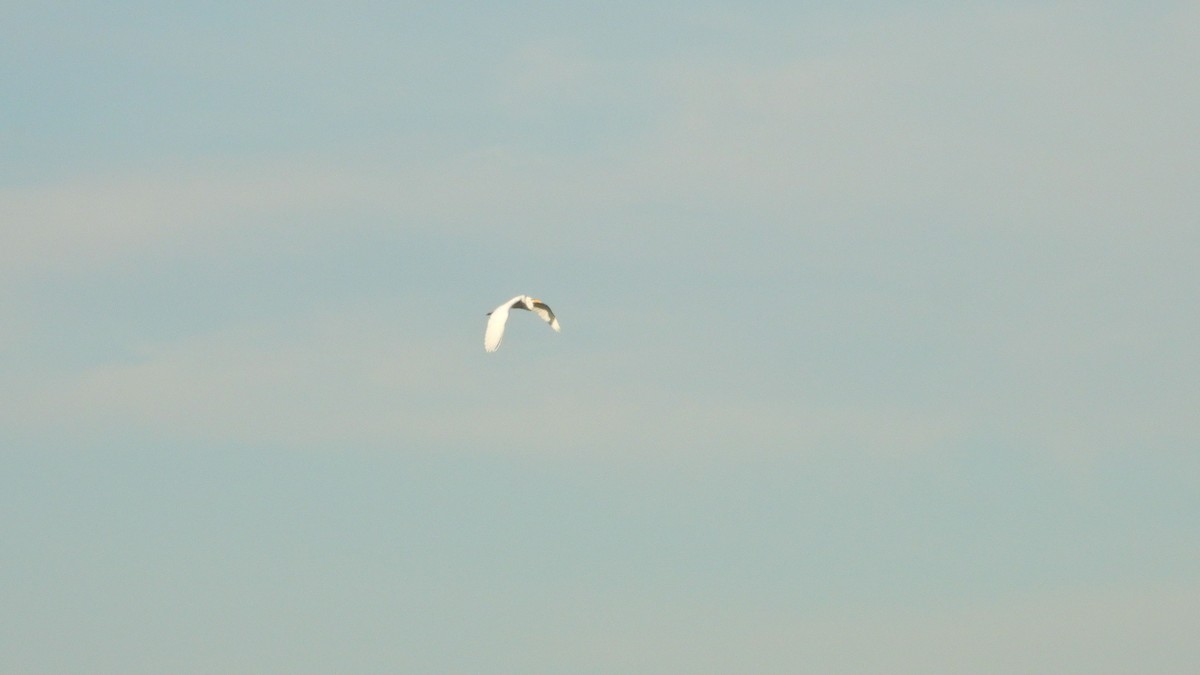 Great Egret - ML647325919