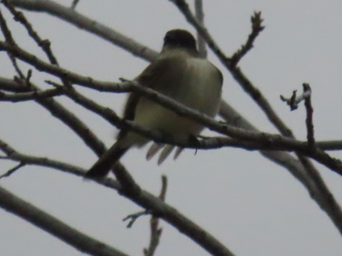 Eastern Phoebe - ML647325922