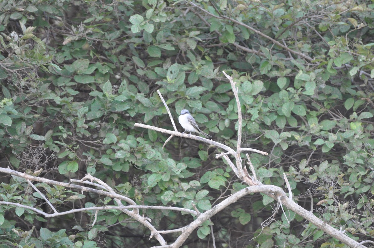 Gray Kingbird - ML647325923