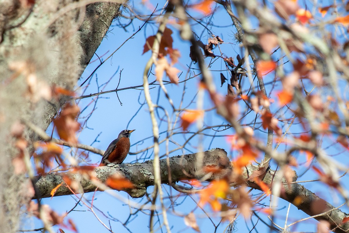 drozd stěhovavý - ML647325940