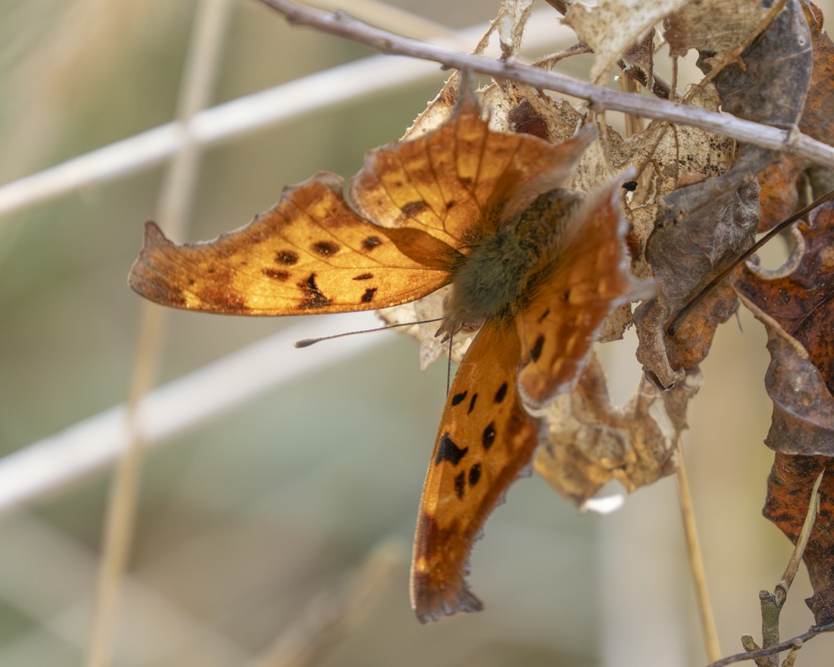 Question Mark - ML647325941