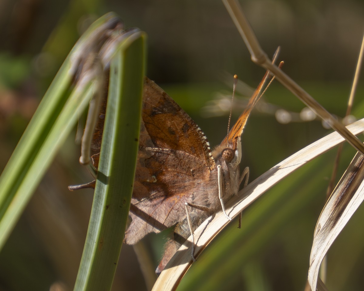 Question Mark - ML647325942