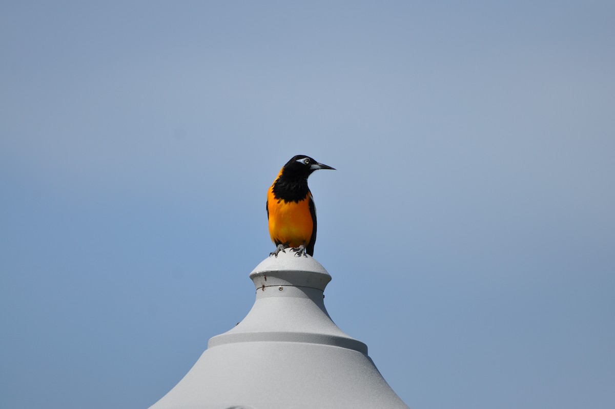 Venezuelan Troupial - ML647325948