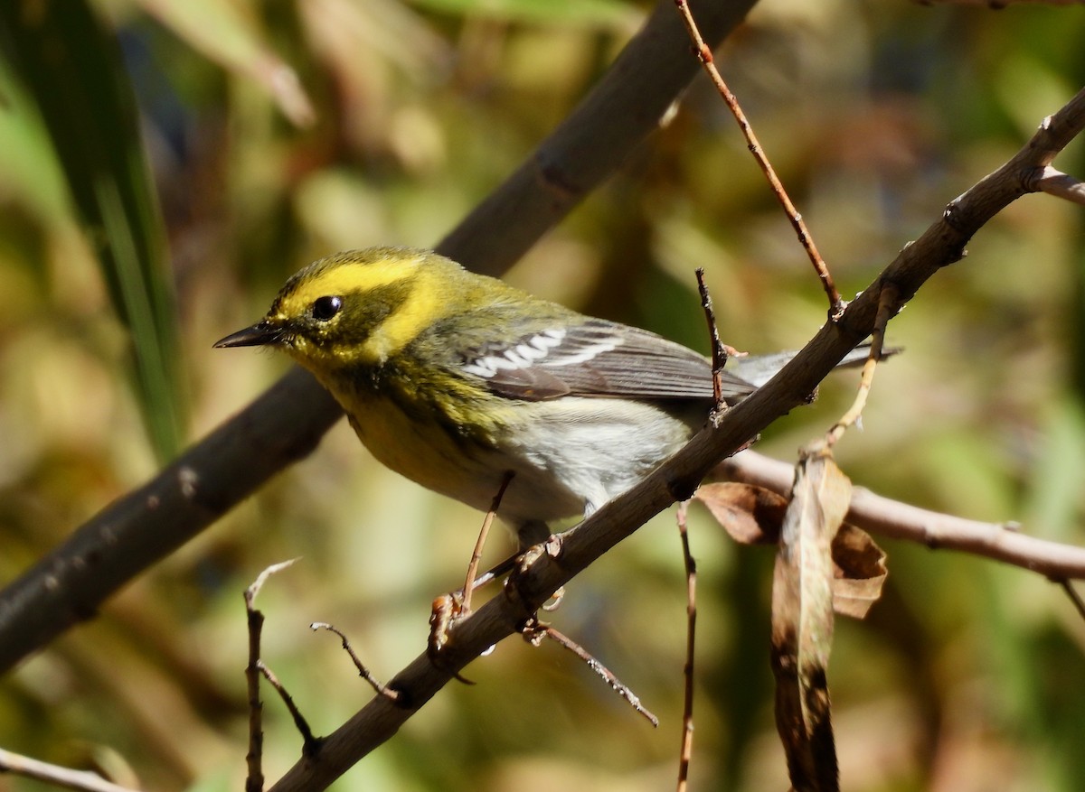 Townsend's Warbler - ML647325954