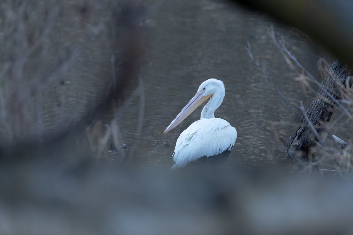 American White Pelican - ML647325963