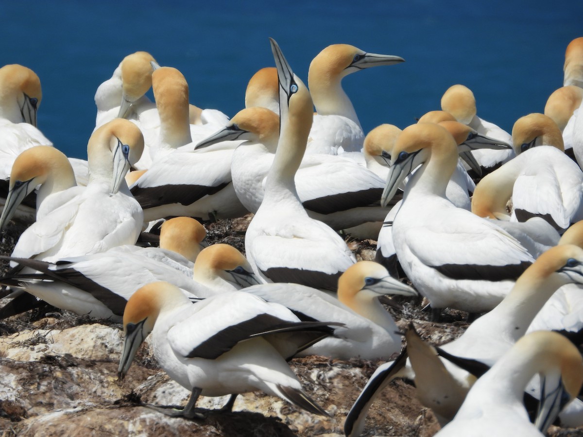 Cape Gannet - ML647325969