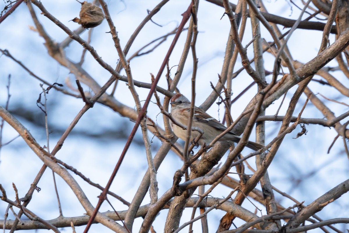 American Tree Sparrow - ML647325971
