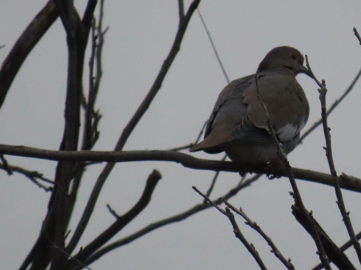 White-winged Dove - ML647325991