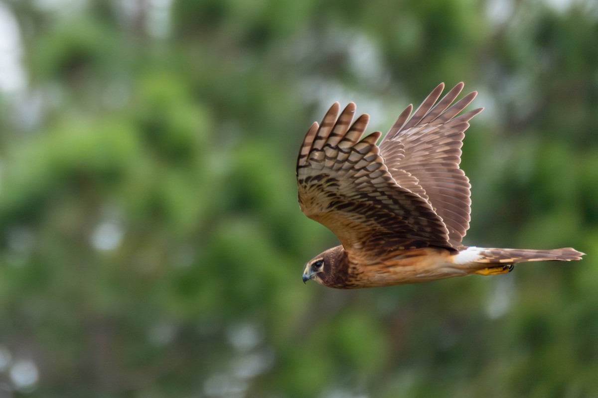 Mirotz zuri iparramerikarra - ML647326000