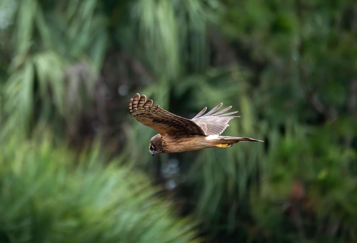 Mirotz zuri iparramerikarra - ML647326001