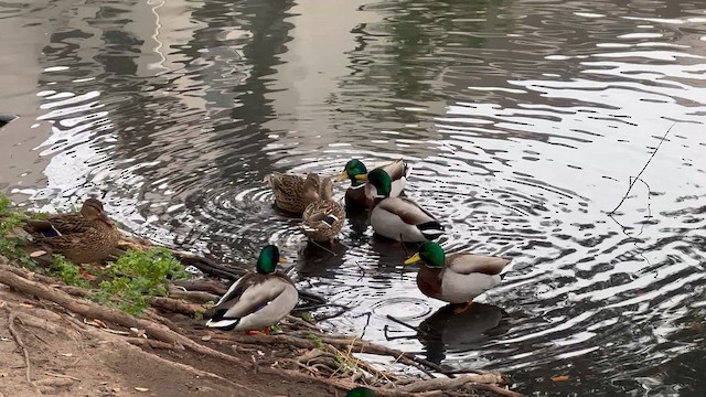 Крижень звичайний - ML647326003