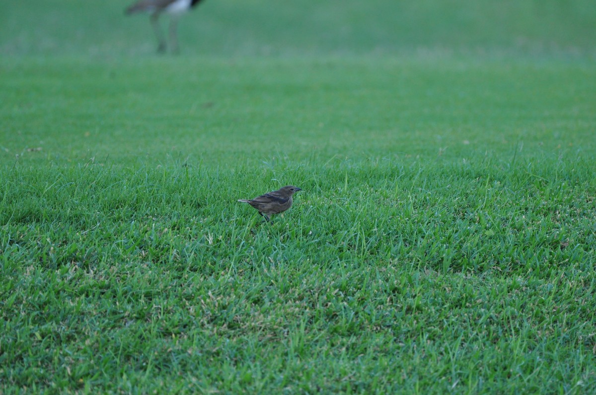 Shiny Cowbird - ML647326005