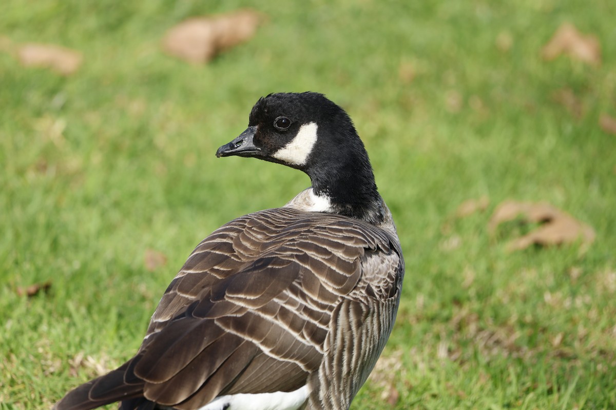 Cackling Goose - ML647326007